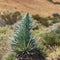 Wild sprout of Endemic beautiful flower Tajinaste rojo -Echium wildpretii- near road line. Teide National Park, Tenerife, Canary