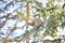 Wild Spruce Grouse perched on a tree limb in winter