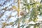 Wild Spruce Grouse perched on a tree limb in winter