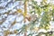 Wild Spruce Grouse perched on a tree limb in winter