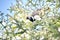 Wild Spruce Grouse perched on a tree limb in winter