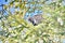 Wild Spruce Grouse perched on a tree limb in winter