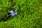 Wild squill flower with vibrant moss microgreens on a background. Gentian-blue on a green color. Copy-space on the right
