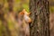 A wild squirrel captured in a cold sunny autumn day, funny cute squirrel is on the tree in autumn park. Colorful nature, fall seas