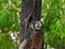 Wild squirrel eating a dry fruit on the tree