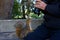 Wild Squirrel very tame looking at camera with photographer