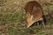 A wild stag Muntjac Deer, Muntiacus reevesi, feeding in a field at the edge of woodland in the UK.