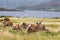 Wild Stag in the Scottish Highlands.