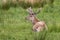 Wild Stag in the Scottish Highlands.