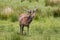 Wild Stag in the Scottish Highlands.