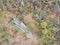 wild Staghorn clubmoss growing on the sandy ground.