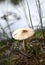 Wild Stalked Mushroom