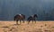 Wild Stallions chasing one another while fighting in the Pryor Mountains Wild Horse Range in Montana USA