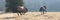 Wild Stallions chasing one another while fighting in the Pryor Mountains Wild Horse Range in Wyoming