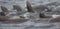 Wild steller sea lions Eumetopias jubatus on Tuleniy island ne