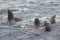 Wild steller sea lions Eumetopias jubatus on Tuleniy island ne