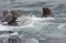 Wild steller sea lions Eumetopias jubatus on Tuleniy island ne