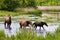 Wild steppe horses