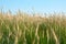 wild steppe on a summer day, Ukraine, Kherson region