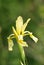 Wild steppe yellow Iris