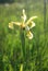 Wild steppe yellow iris. Close-up with green background