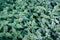 The wild stinging nettle. Green background. Close-up