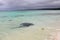 Wild Stingray at Hamelin Bay