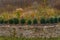 A wild stone fence with bushes encloses landslides and wildlife from a private property. Background