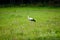 Wild stork in the meadow
