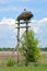 Wild stork stands in his nest built on old wooden telegraph pole.