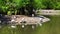 Wild Storks And Ducks By The Lake