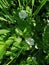 Wild strawberries bloomed on a Sunny day