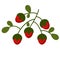 Wild strawberries flat illustration