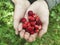 Wild strawberries in the hands of a child