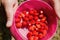 Wild strawberries hands holding strawberries gathered in a cup