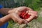 wild strawberries just picked in a forest in Greece