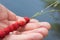 Wild strawberries strung on a straw lying in a hand