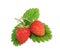 Wild strawberry