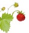 Wild strawberry