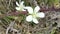 Wild Strawberry Blossoms