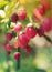 Wild strawberry on a branch