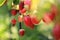 Wild strawberry on a branch