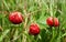 Wild strawberry close-up