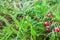 Wild strawberry close up shot in focus