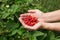 Wild strawberry in female hands on a background of bushes of strawberries