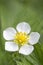 Wild strawberry flower