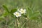 Wild strawberry flowers in the meadow. Growing garden berry plants. Background of flowers for design work