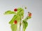 Wild strawberry Fragaria vesca plant with fruits and foliage isolated against white on sunlight. White and  isolated background