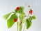 Wild strawberry Fragaria vesca plant with fruits and foliage isolated against white on sunlight. White and  isolated background