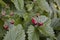 Wild strawberry fruit with green leaves